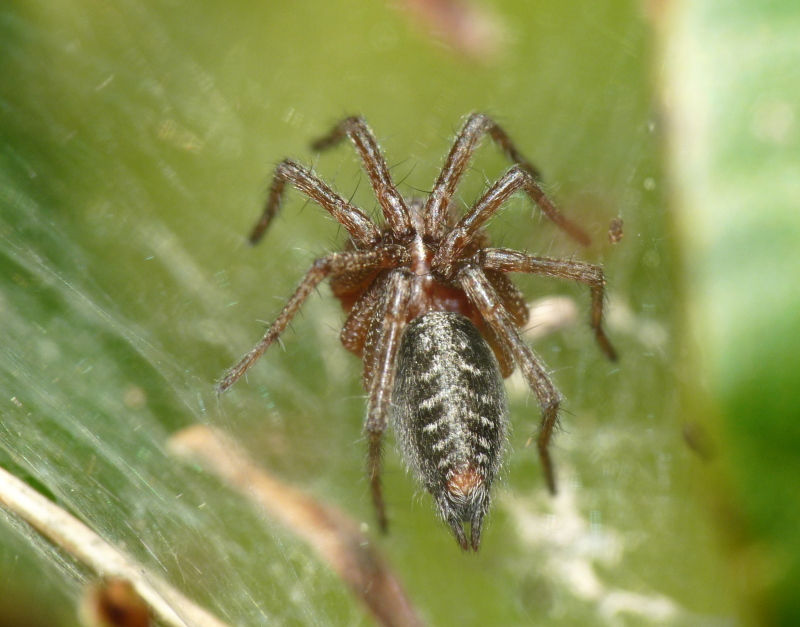 Agelena sp.